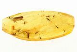Detailed Fossil Froghopper and Fungus Gnat Swarm in Baltic Amber #288507-1